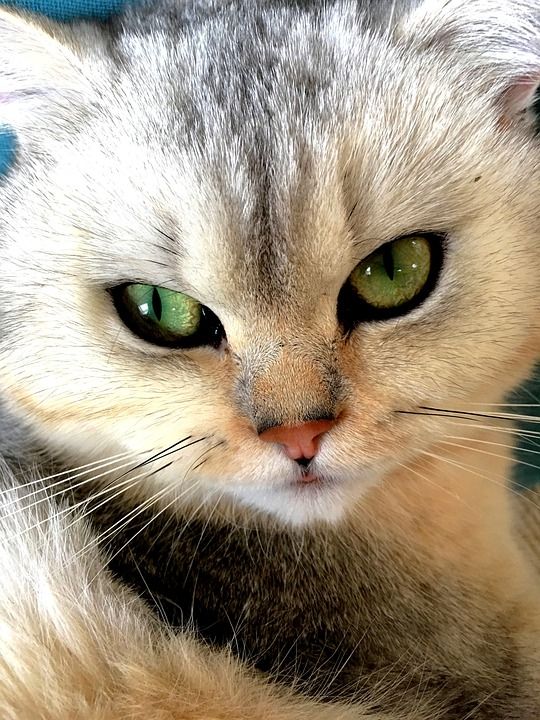 猫 动物 年轻的猫 家猫 猫眼 自然 家畜 可爱的猫咪 关闭