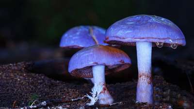 蘑菇 野生蘑菇 滴滴 森林蘑菇 自然 真菌科学 层状蘑菇