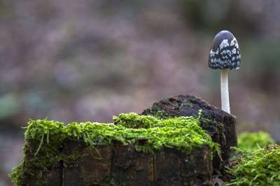 Coprinopsis Picacea 红发女郎