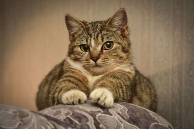 猫 沙发 眼睛 动物 捕食者 爪子 晚上