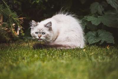 猫 小猫 花园 白色的 户外 夏天 动物 国内的猫 国内动物