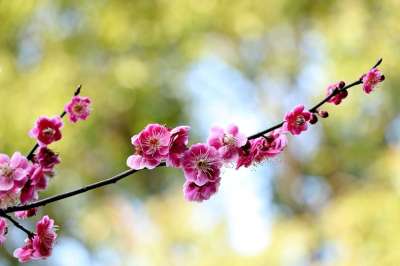 花 大自然 植物 支 树 梅花 明媚 绽放 冬季 花瓣 清新