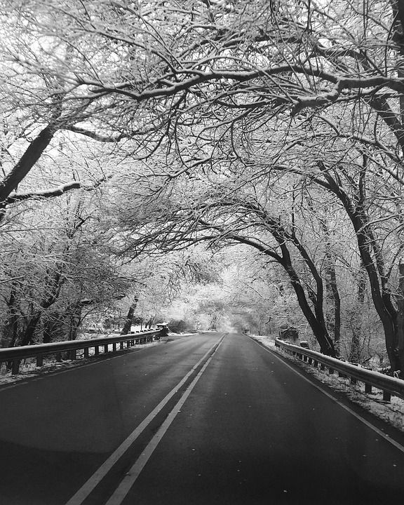 冬天 路 黑和白 雪 寒冷的 自然 旅行 霜 景观 森林