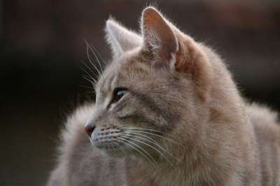 猫 品种猫 鲭鱼 小猫 虎猫 毛皮 蓬松的