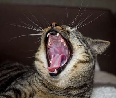 猫 动物 哺乳动物 肖像 嘴 牙齿 家猫 打哈欠 可爱的
