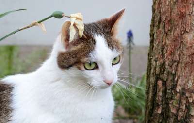 猫 白Cypers 花园 在外头玩儿 宠物 Kattenogen