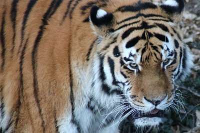 老虎 动物园 捕食者 大猫 食肉动物 非洲 毛皮 动物 猫