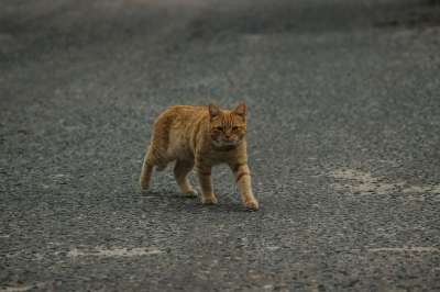 猫 动物 宠物 可爱的 街道 步 红色的 路 小猫