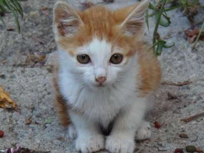 猫 小狗 动物 小猫咪 吉祥物 可爱 老虎 白色的 橙色的