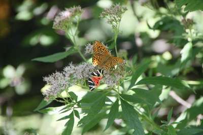 Arctiidae 蝴蝶 Cannabinum 泽兰 Euplagia