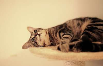 高清壁纸 猫 小猫 动物 猫科动物 宠物 毛皮 哺乳动物 好奇的