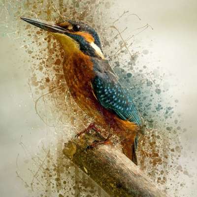 Alcedo Atthis 共同翠鸟 鸟 小的 坐 背景 自然 飞