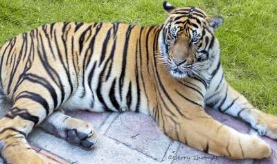 老虎 泰国 孟加拉 猫 荒野 动物 亚洲 捕食者 毛皮