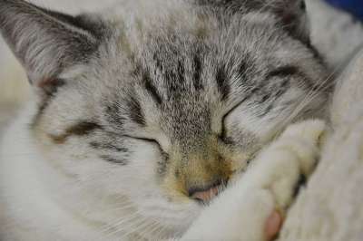 睡猫 年轻的猫 睡眠 可爱 动物 哺乳动物 猫 毛皮 自然