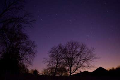 星星 树 轮廓 天空 紫色的 蓝色的 美丽的 夜深人静的时候