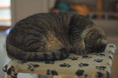 猫 老虎 动物 猫科动物 爱情 自然 哺乳动物 捕食者