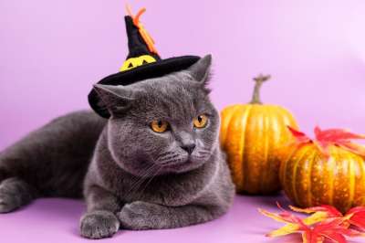 万圣节 黑猫 动物 猫科动物 国内的猫 国内动物 南瓜 秋天