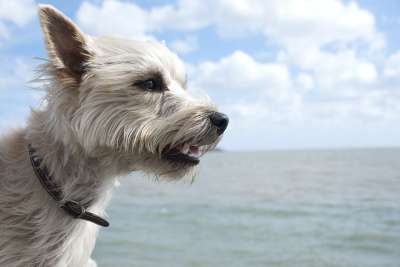老山小猎犬 狗 动物 甜的 苏格兰狗 头 好的