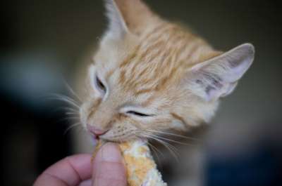 小猫 猫 护理猫 猫孩子 可爱的 保存 饿了 红色的 家畜