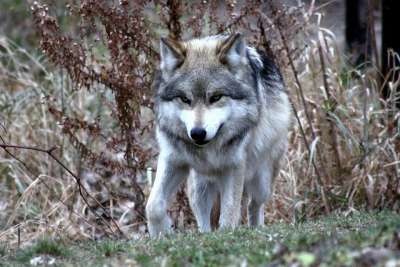 狼 墨西哥人 野生动物 荒野 自然 犬类 捕食者 动物 食肉动物