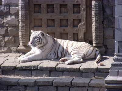 老虎 白色的 白色的老虎 躺着 猫 猫科动物 大猫 野生猫 动物