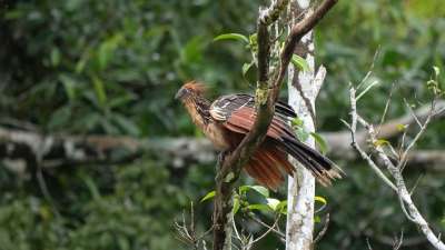 厄瓜多尔 热带鸟 Hoatzin 簇鸡 鸟