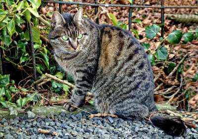 猫 虎斑猫 动物 哺乳动物 猫科动物 国内的 看着 眼睛 绿眼睛