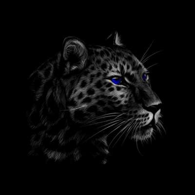 老虎 野生动物 动物 捕食者 野生猫 猫科动物 自然
