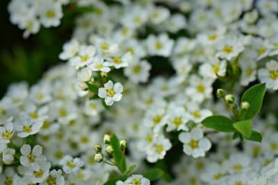白色香雪球 花 灌木 春天 花园 装饰