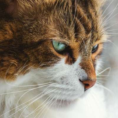 猫 可爱的 眼睛 激烈的 盯 胡须 毛皮 可爱猫咪 宠物 动物