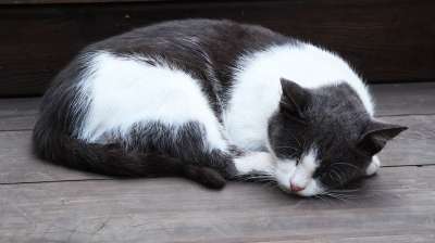 猫 动物 睡觉 狮子 乌克兰