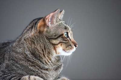 猫 肥猫 动物 宠物 猫科动物 嘴 基蒂 毛茸茸的 美丽的 喵