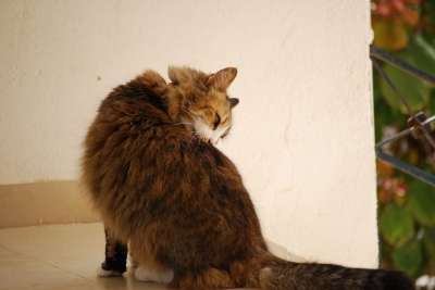 猫 猫科动物 老虎
