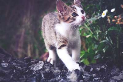 猫 Kitty猫 可爱的