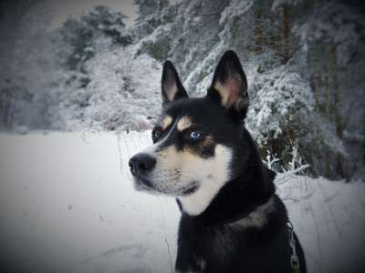 狗 沙哑 赫斯基的杂种 蓝眼睛 西伯利亚雪橇犬 肖像 杂交种 动物