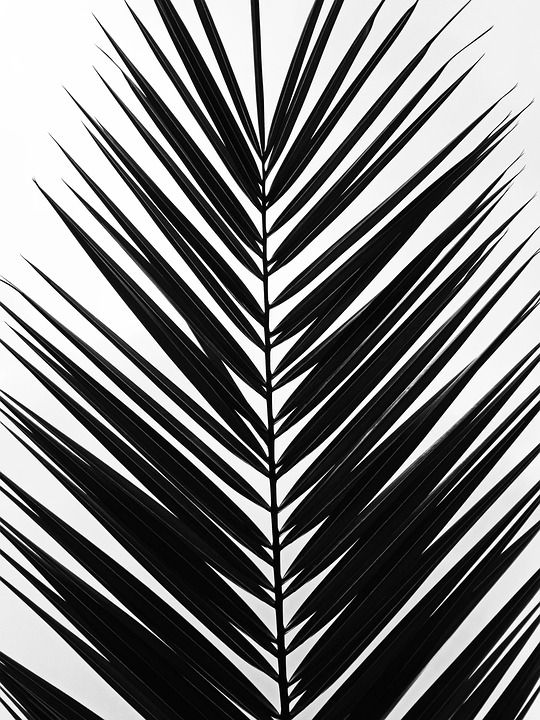 棕榈 叶子 热带 植物 自然 夏天 异国情调 植物学 单色
