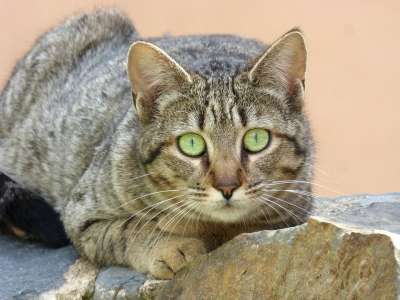 猫 猫的样子 跟踪 动物界 动物伴侣 美丽的 哺乳动物