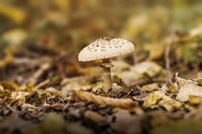下 森林 自然 蘑菇 秋天 秋天的森林 国家 走