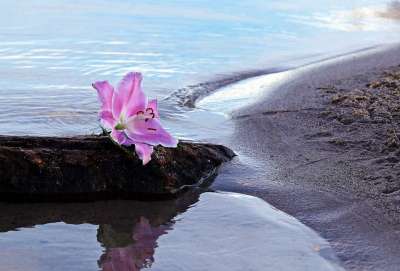 百合 花 开花 水 沙 海滩 石头 自然 阴凉处 粉色的
