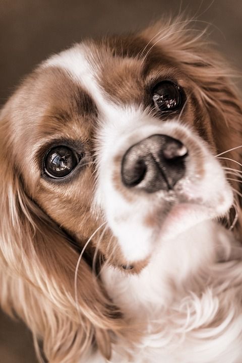 狗 骑士 王 查尔斯 西班牙猎犬 宠物 动物 国内的 纯种