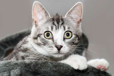 猫 家猫 家畜 动物 小猫 猫眼 鲭鱼 猫脸 肖像 关闭
