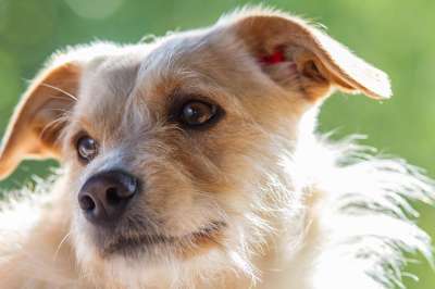 梗犬 狗 家畜 动物 肖像 朋友 玩 狗的风格 友谊