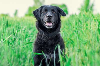 狗 猎犬 金毛猎犬 大狗 宠物 动物肖像 动物 毛皮 亲爱的