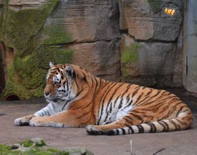 更深 动物园 自然 野生动物 捕食者 动物 猫 森林 野猫