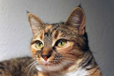 猫 更深 可爱的 鲭鱼 家畜 小猫 家猫
