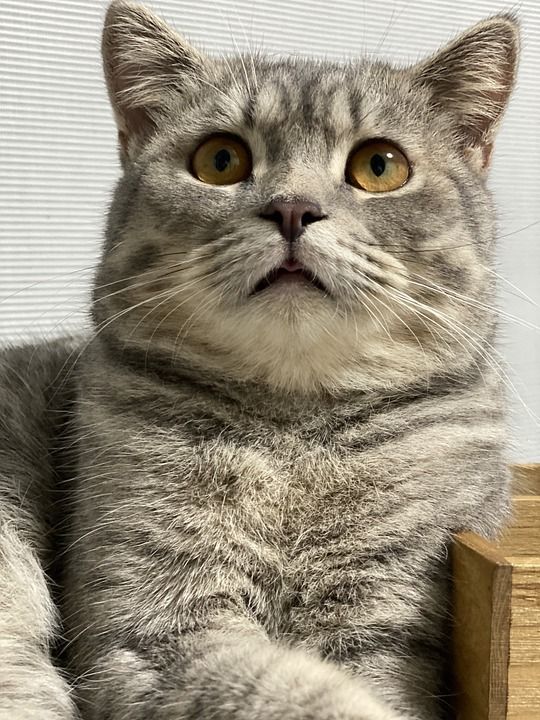 猫 动物 宠物 猫科动物 小猫 可爱的 哺乳动物 老虎 肖像