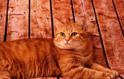 猫 红色的 鲭鱼 家畜 红猫 家猫 红鲐鱼鱼骨