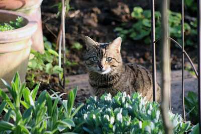 猫 老虎 宿醉 家猫 鲭鱼 欧洲短毛 花园 大花猫 猫科 猫眼