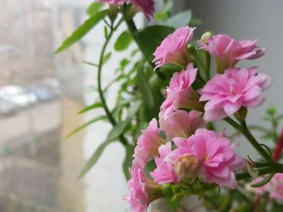 大自然壁纸 自然壁纸 高清壁纸 粉色的 花朵 春天 背景 花束