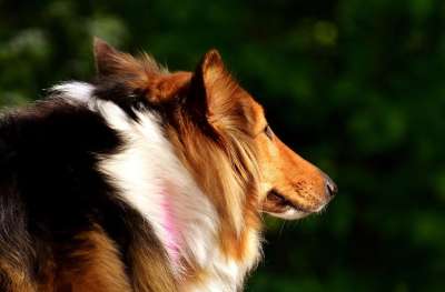 牧羊犬 狗 家畜 动物 走一走 纯种狗 动物肖像